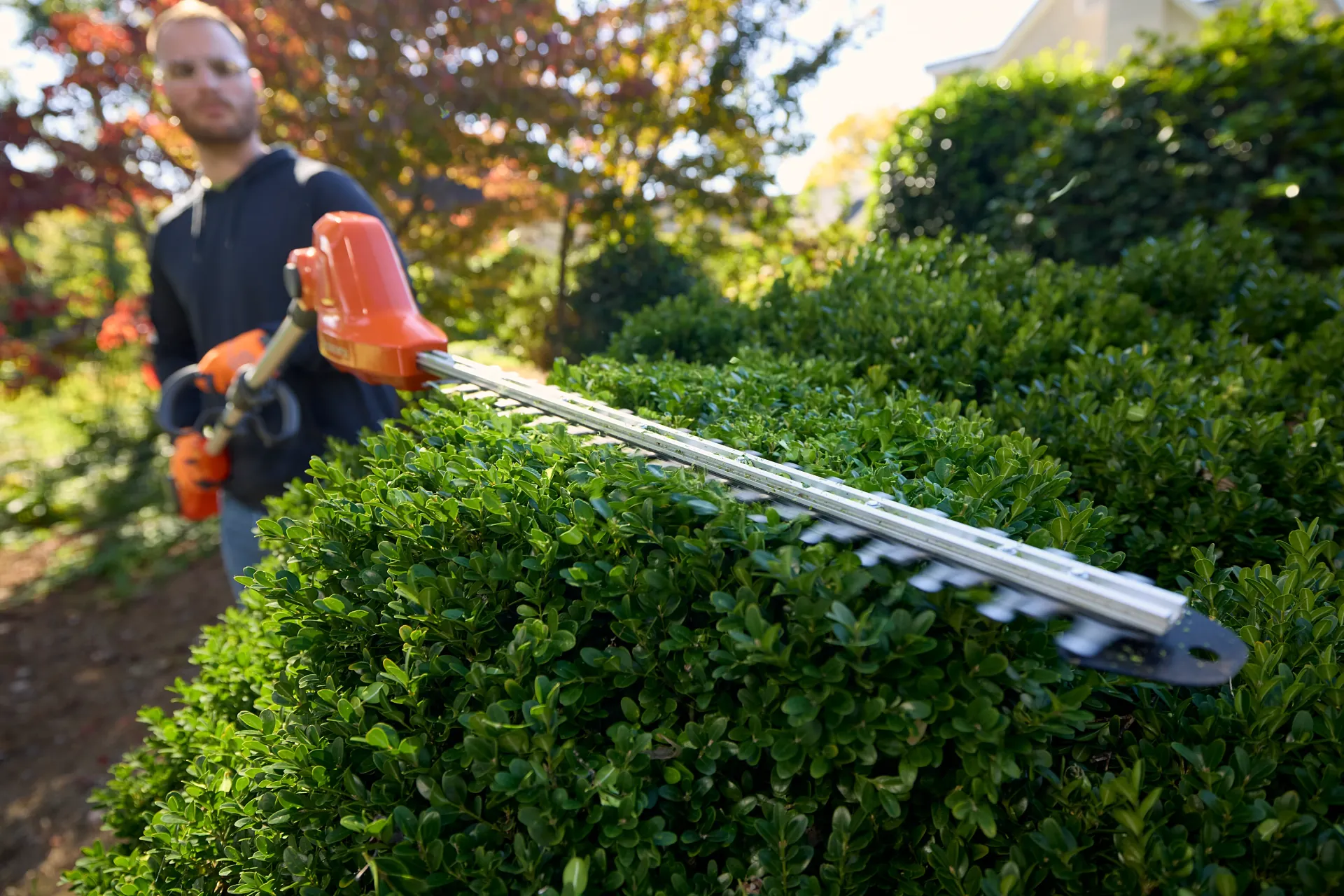 A hedge being shaped with a hedge trimmer